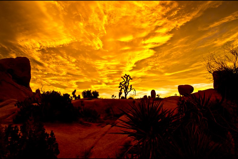 Joshua Tree Sunset